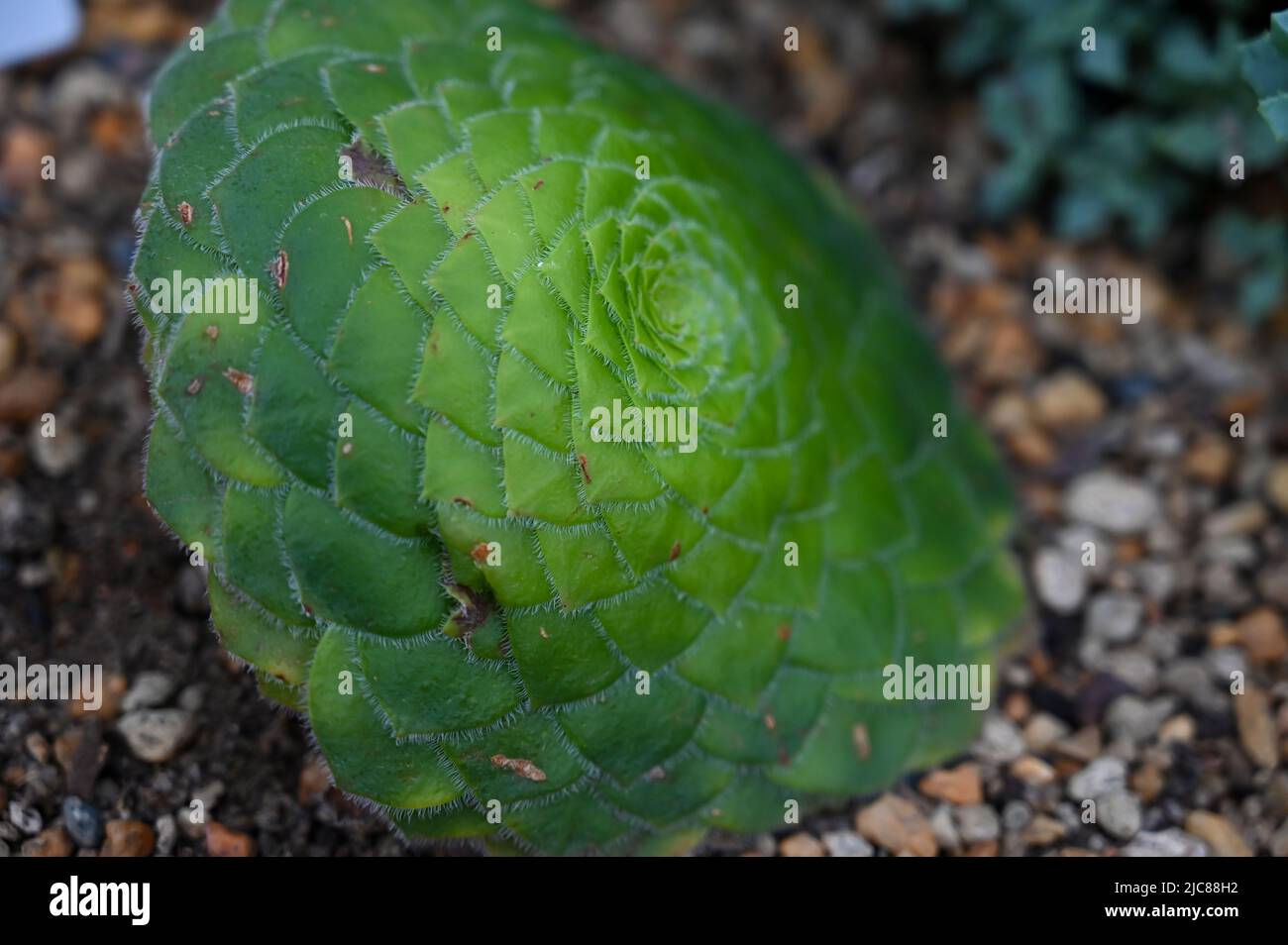 Aeonium tabuliforme, die flache Aeonium- oder Untertasserpflanze, ist eine Sukkulente im Garten Stockfoto