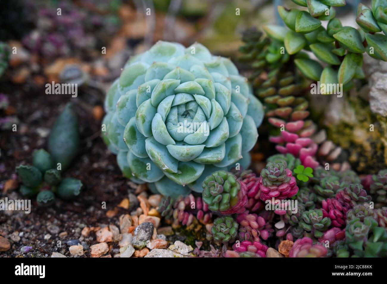 Echeveria ‘Green Gilva’ – Wachsrosette A Sukkulenten blüht im Garten Stockfoto