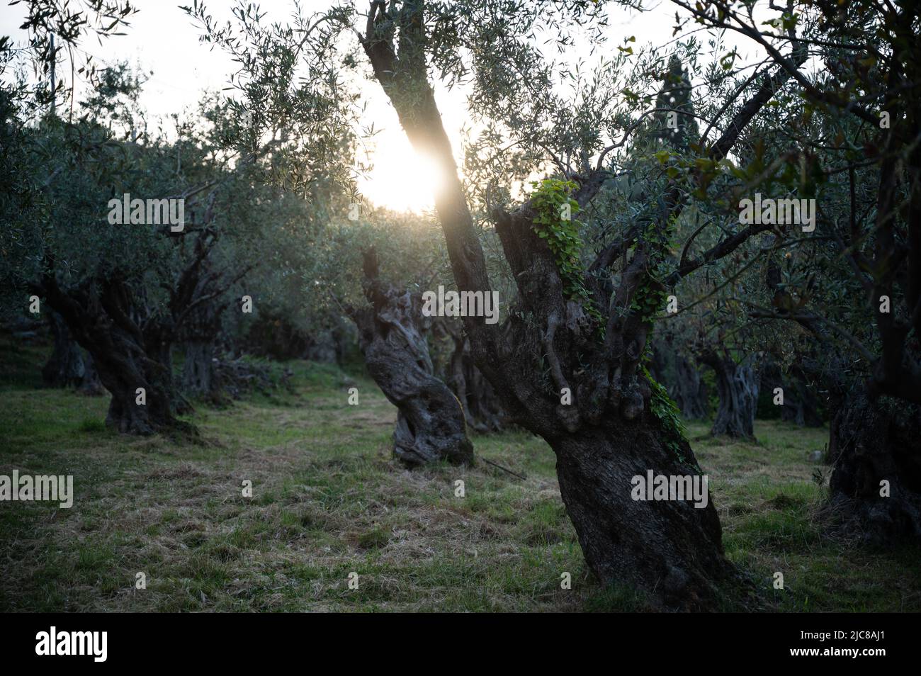 Die untergehende Sonne scheint durch die Zweige eines alten Olivenbaums in einem griechischen Olivenhain Stockfoto