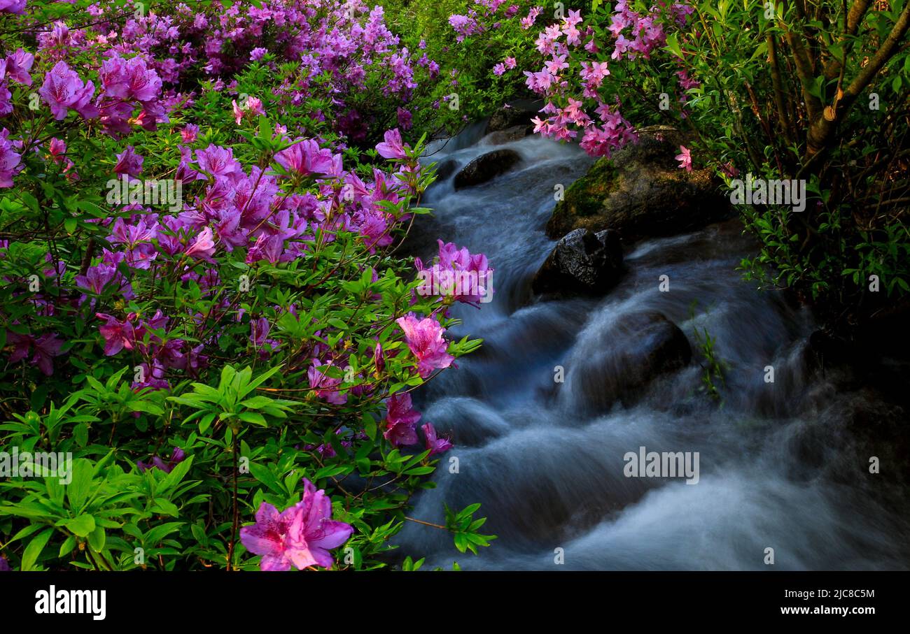 Wasserfall und azaleenbaum Fotos und Bildmaterial in hoher Auflösung