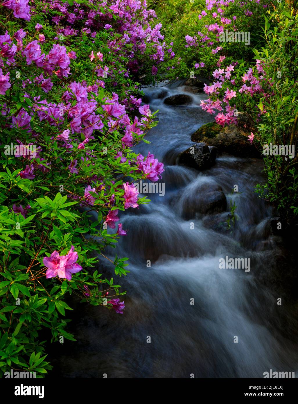 Wasserstrom und rhododendronblumen Fotos und Bildmaterial in hoher