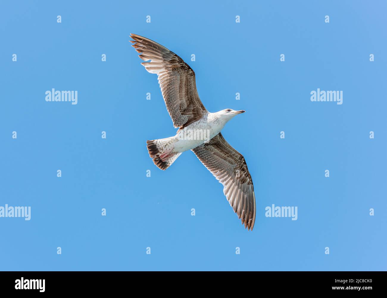 Fliegende Möwe mit blauem Himmel Hintergrund Stockfoto