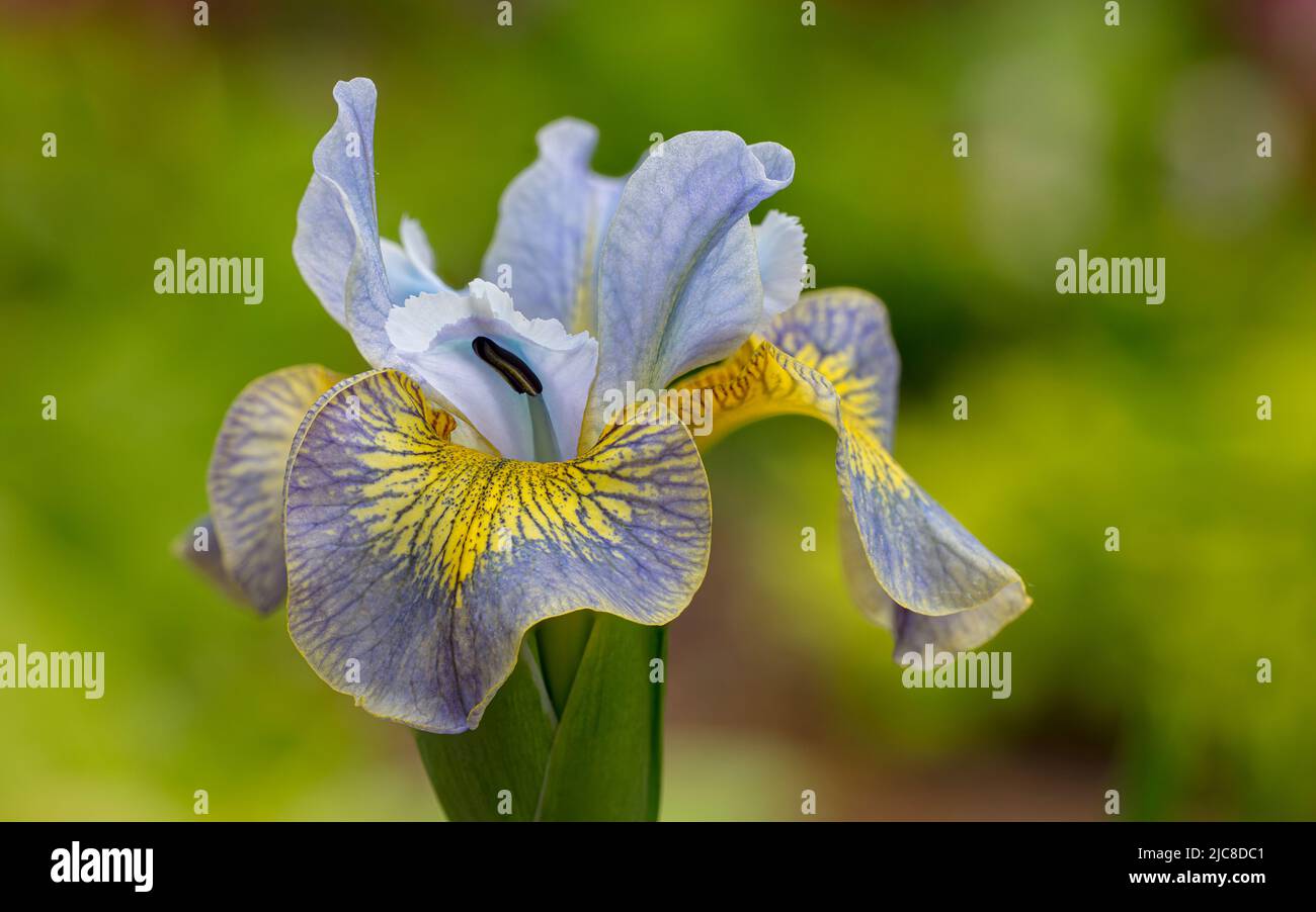 Iris sibirica „der Pfau entkorkter Schmetterling“ in Jubilee Wood in den Aberglasney Gardens Stockfoto