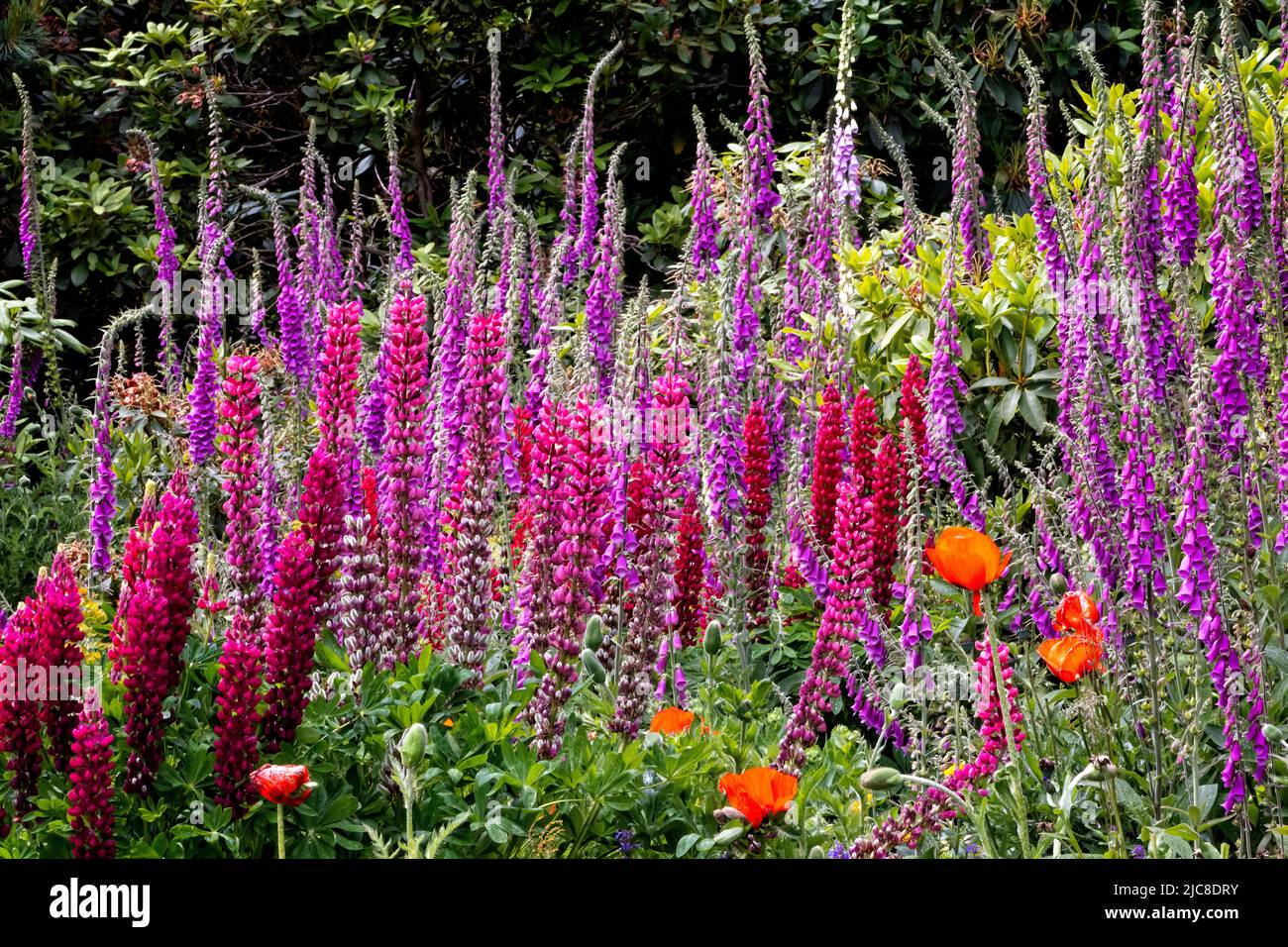 Edwardianischer Garten mit Blick auf den Weald in Kent, Großbritannien Stockfoto