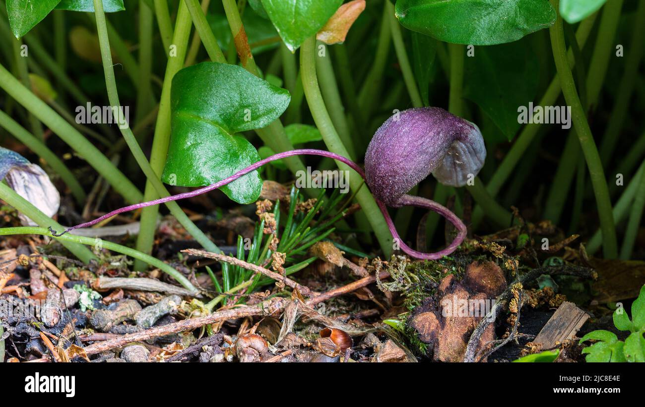 Arisarum proboscideum - Mauspflanze - bei Bishop Rudd's Walk in den Aberglasney Gardens Stockfoto