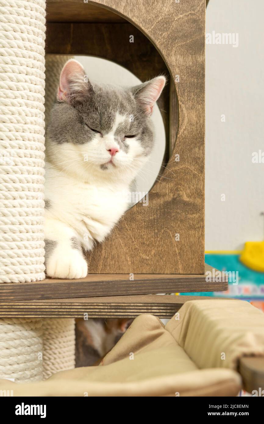 Niedliche Katze der britischen Kurzhaar-Rasse spielt zu Hause auf einem Katzenbaum Stockfoto