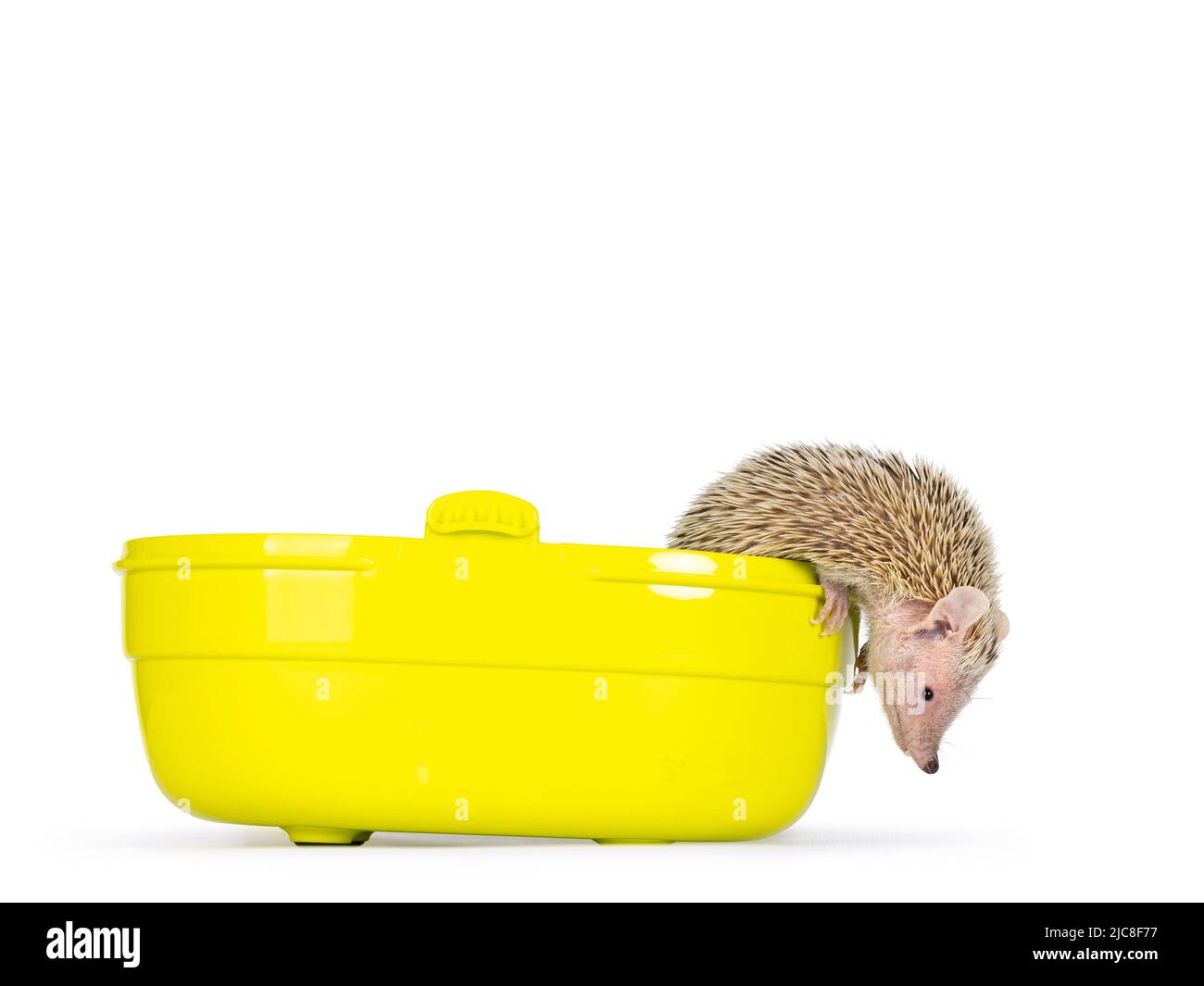 Tenrec alias Echinops telfairi, klettert aus dem gelben Reisecontainer. Isoliert auf weißem Hintergrund. Stockfoto