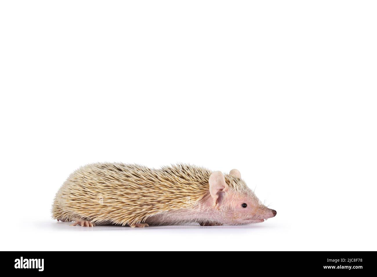 Tenrec alias Echinops telfairi, sich bewegende Nebenwege. Isoliert auf weißem Hintergrund. Stockfoto