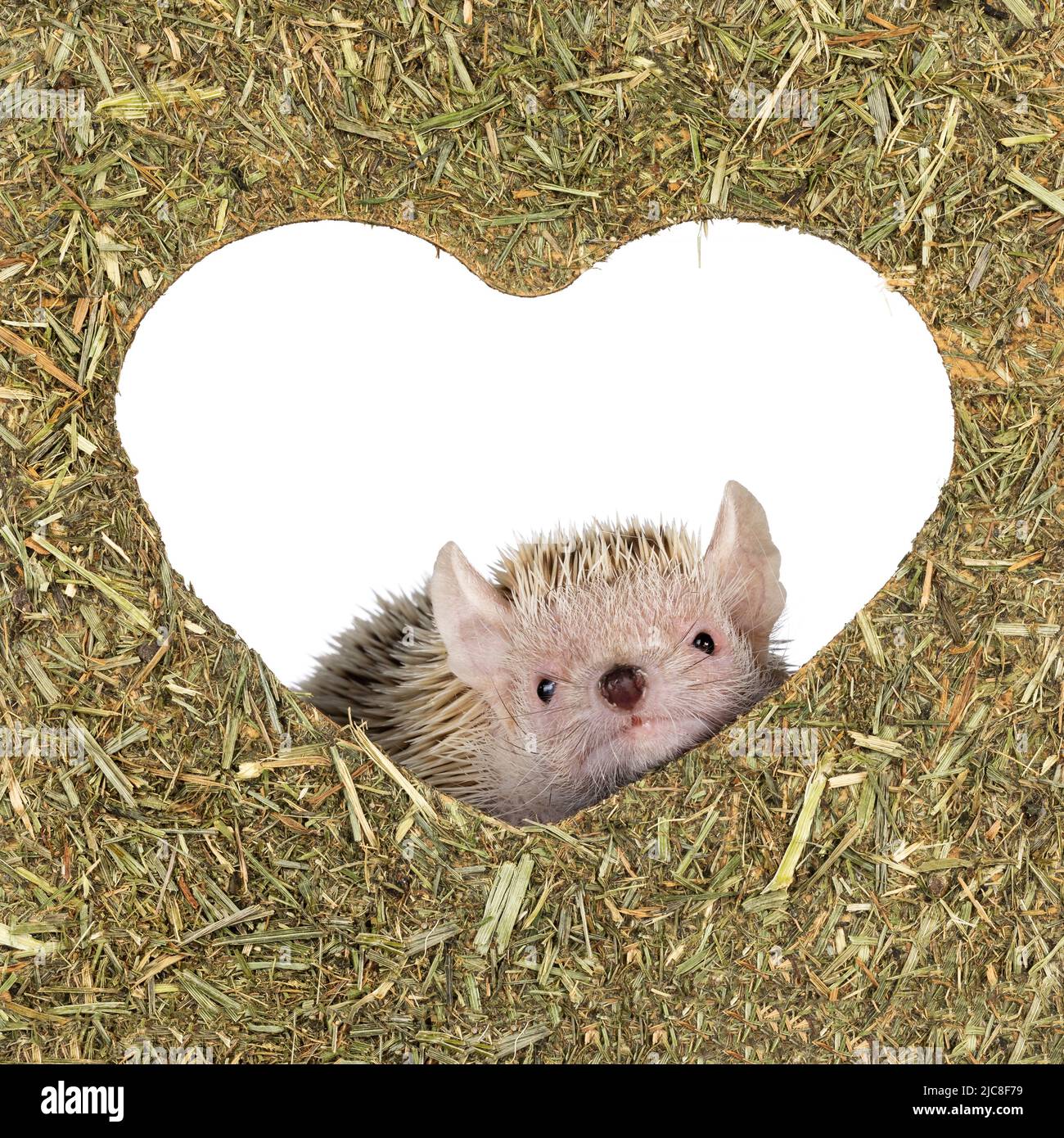 Kopfaufnahme eines Tenrec aka Echinops telfairi, der durch ein herzförmiges Loch in einer essbaren Schachtel schaut. Isoliert auf weißem Hintergrund. Stockfoto