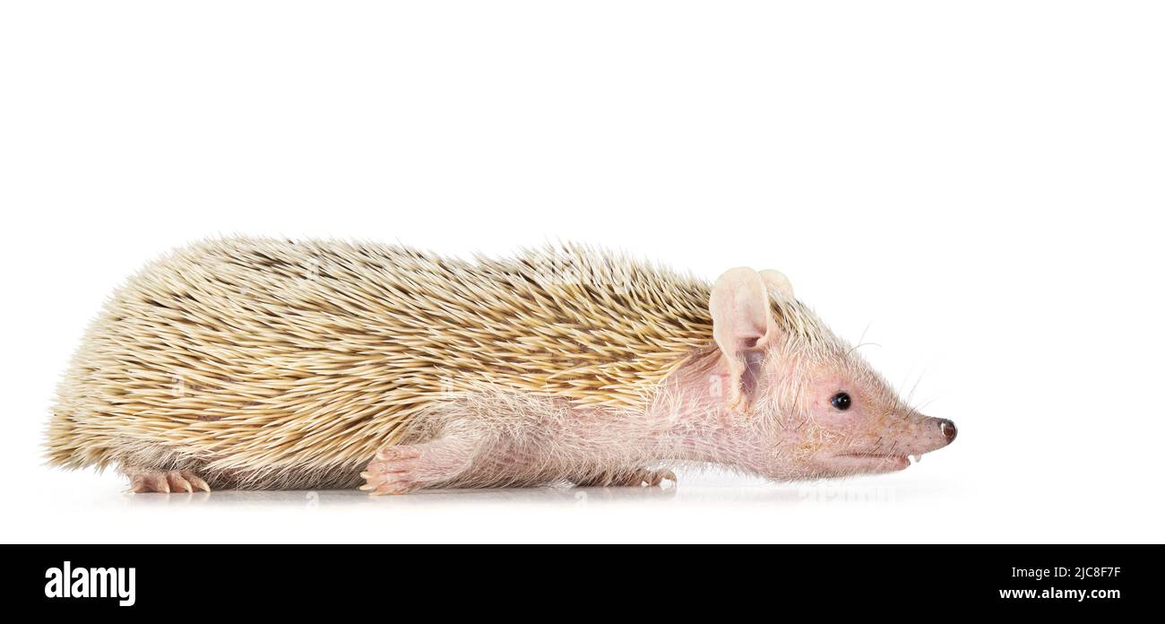 Tenrec alias Echinops telfairi, sich bewegende Nebenwege. Isoliert auf weißem Hintergrund. Stockfoto