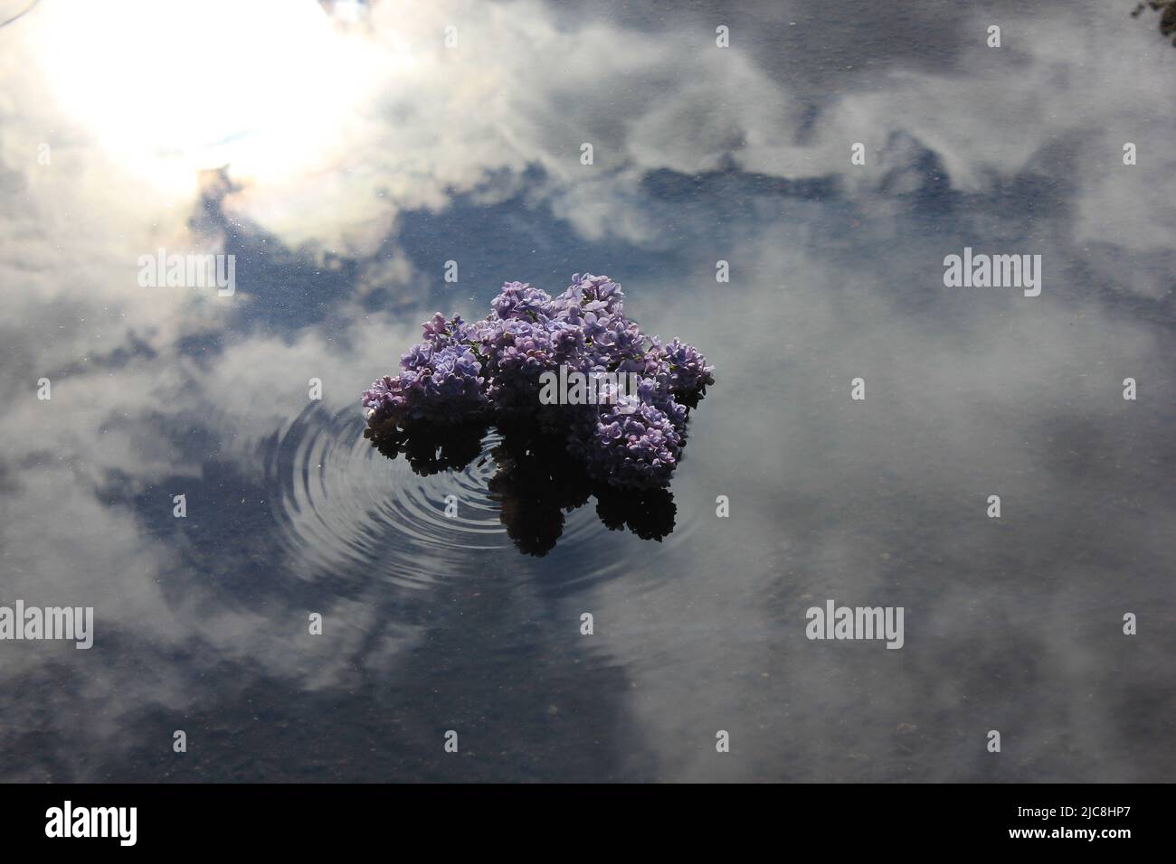 Blühende FLIEDER mit LILA flauschigen Knospen in voller Blüte. Helle Blumenlandschaft mit frisch blühenden Fliedern. Flieder in Wassertropfen vergießen Stockfoto