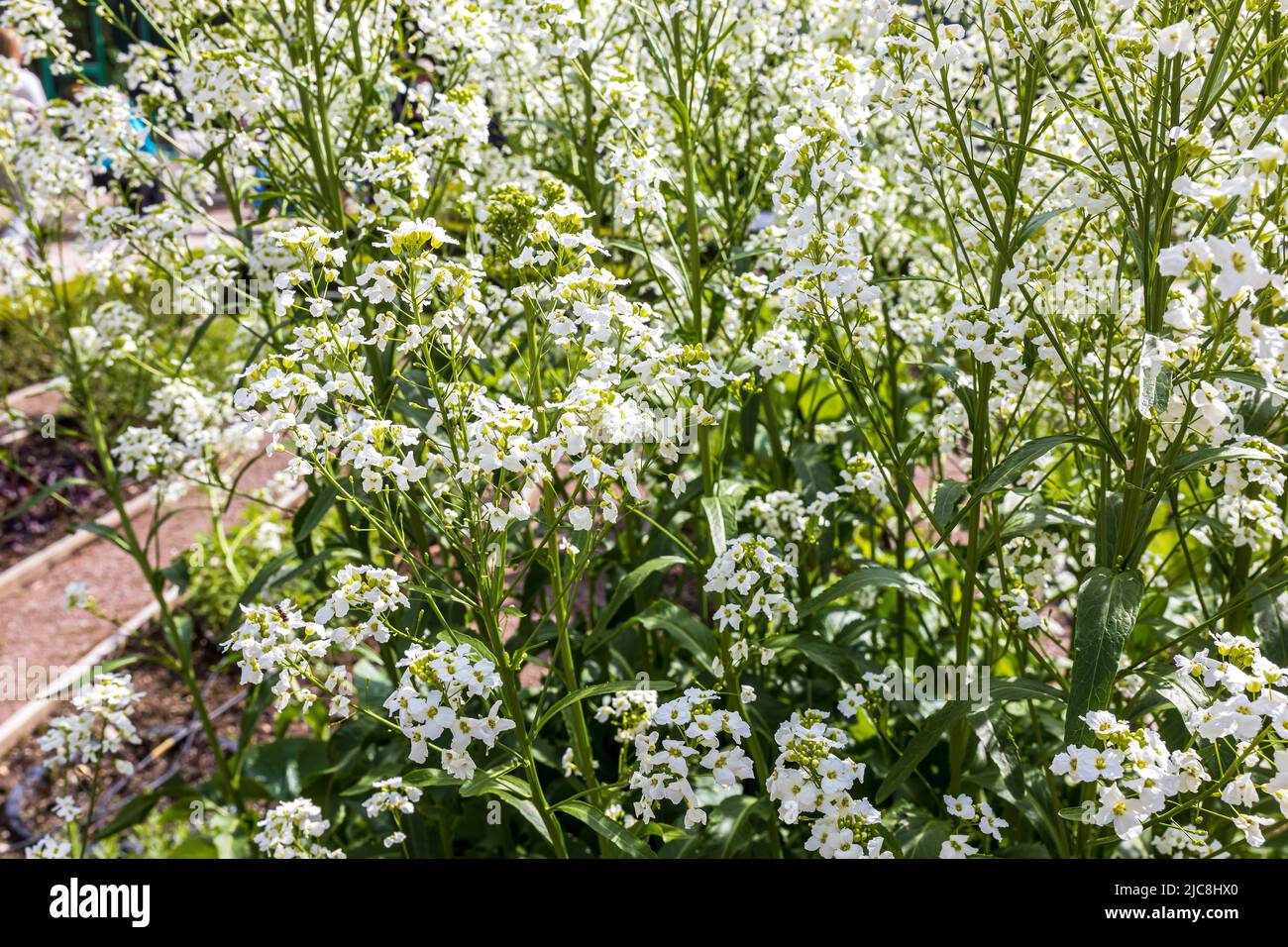 Blüht mit weißen Blüten Meerrettich im botanischen Garten Stockfoto
