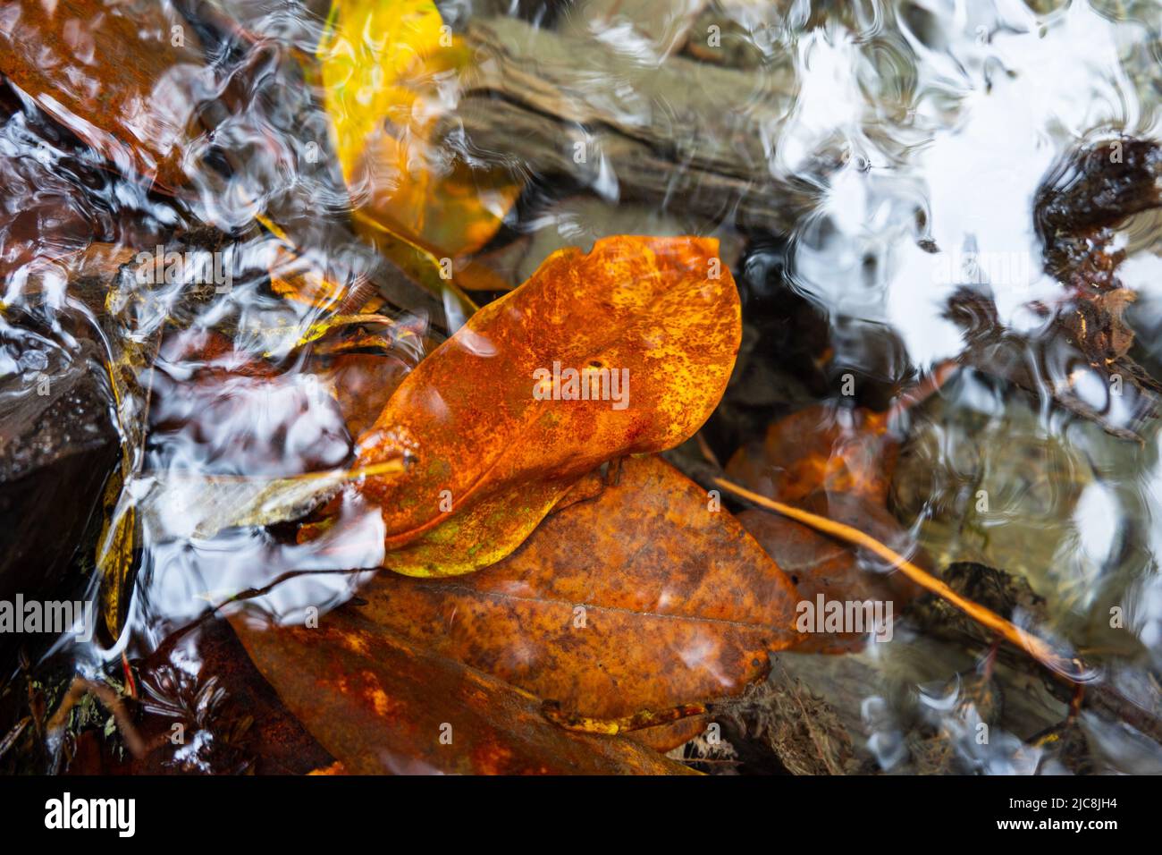 Herbstblätter tauchten in das eiskalte Wasser eines sanften Baches, China, ein. Stockfoto
