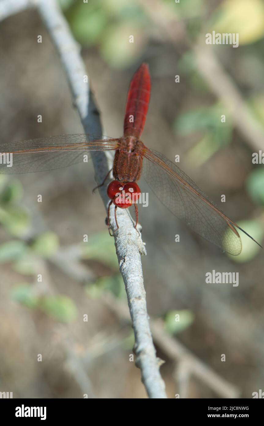 Männliche scharlachrote Libelle Crocothemis erythraea auf einem Ast. Nationalpark Oiseaux du Djoudj. Saint-Louis. Senegal. Stockfoto