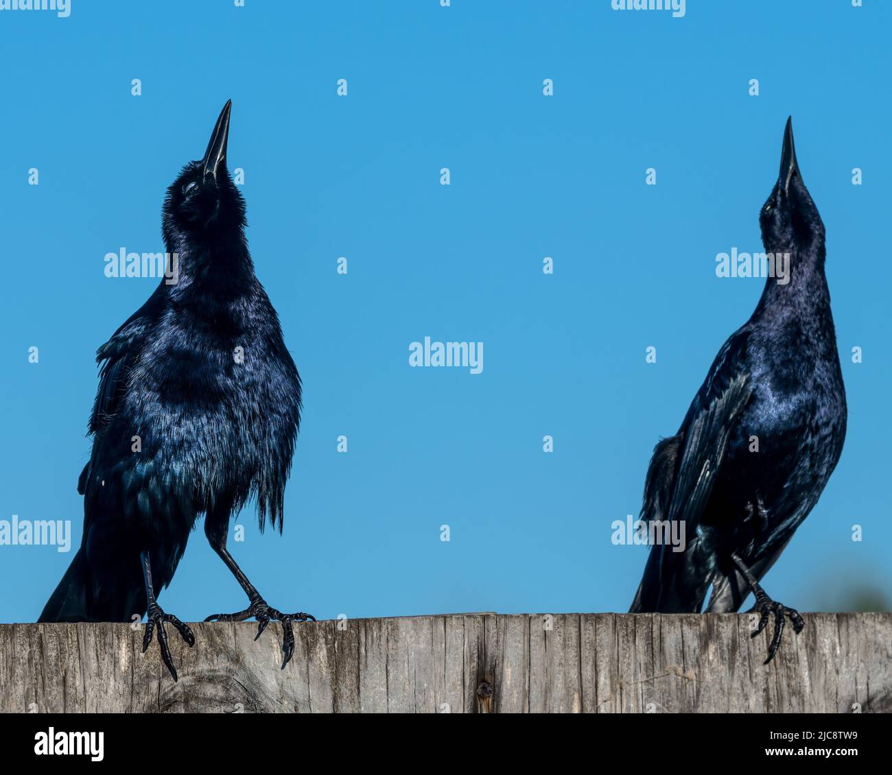 Zwei männliche Schwanzgrackles, Quiscalus mexicanus, werden auf einem Zaun auf South Padre Island, Texas, gezeigt. Stockfoto
