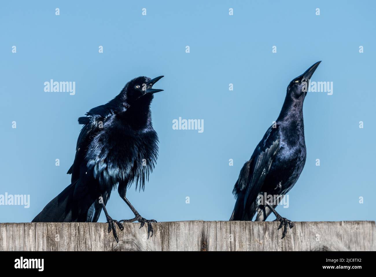Zwei männliche Schwanzgrackles, Quiscalus mexicanus, werden auf einem Zaun auf South Padre Island, Texas, gezeigt. Stockfoto