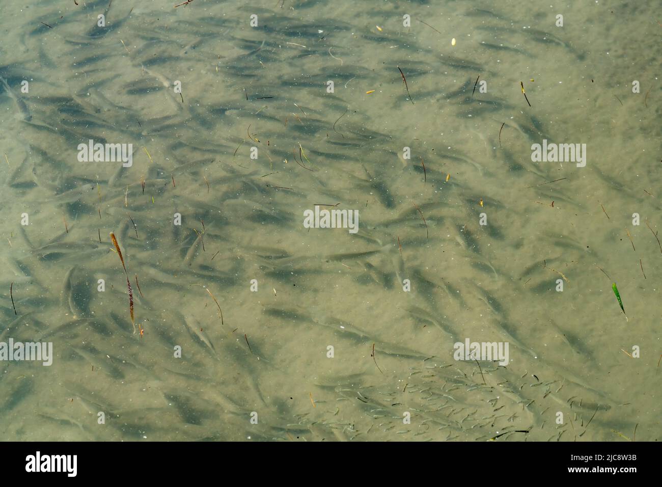 Eine Schule der Meerbarsche im flachen Brackwasser der Feuchtgebiete im South Padre Island Nature Center, Texas. Stockfoto