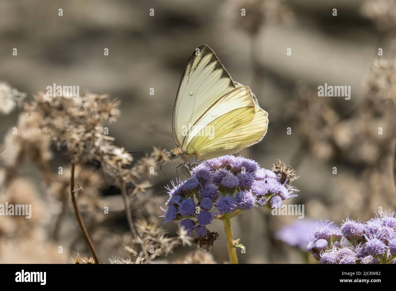 Ein großer südlicher weißer Schmetterling, Ascia monuste, der auf einer Nebelblume auf der Insel South Padre, Texas, füttert. Stockfoto