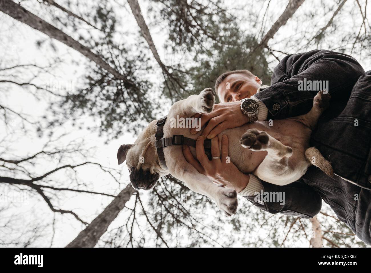 Ein süßer Mops wird von männlichen Händen gehalten. Extreme Sicht von unten. Bäume im Hintergrund. Hintergrund, Kopierbereich, im Freien. Stockfoto