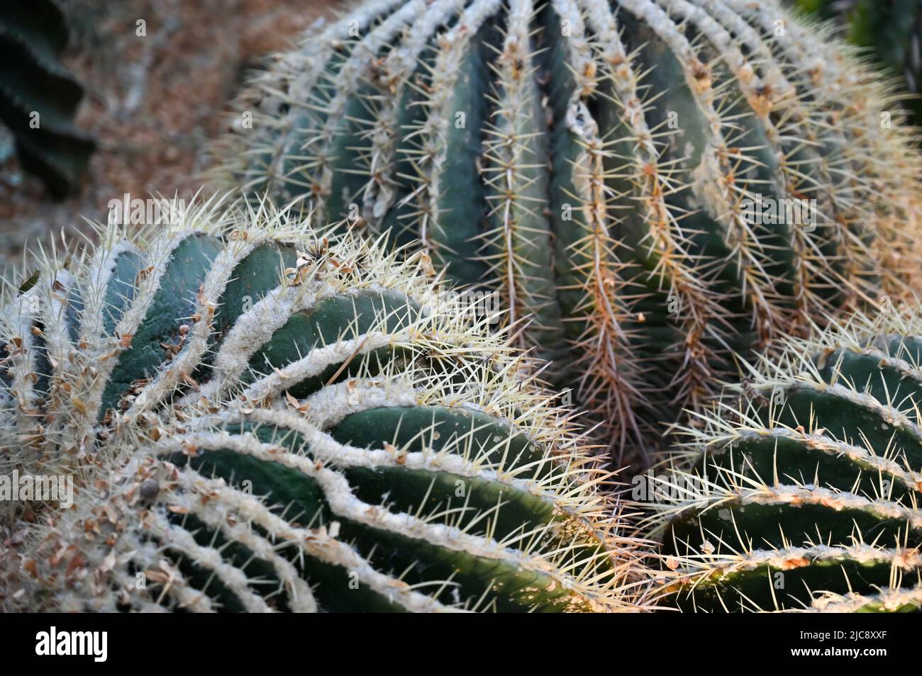 Goldfass Kaktus wächst im Garten. Echinocactus grusonii oder Kroenleinia grusonii, im Volksmund bekannt als der goldene Barrel Kaktus, goldene Kugel Stockfoto