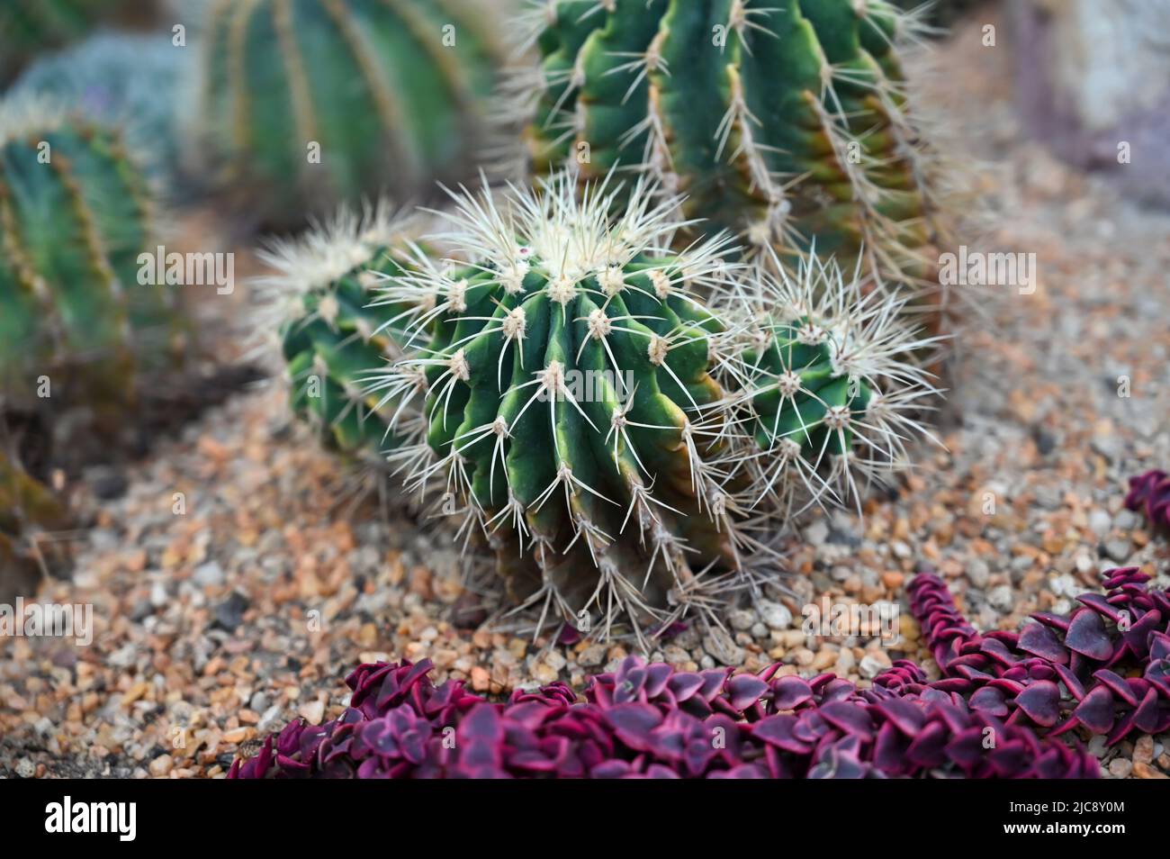 Goldfass Kaktus wächst im Garten. Echinocactus grusonii oder Kroenleinia grusonii, im Volksmund bekannt als der goldene Barrel Kaktus, goldene Kugel Stockfoto