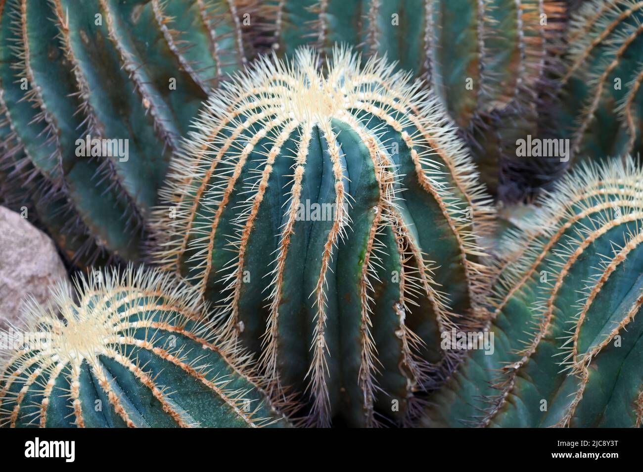 Goldfass Kaktus wächst im Garten. Echinocactus grusonii oder Kroenleinia grusonii, im Volksmund bekannt als der goldene Barrel Kaktus, goldene Kugel Stockfoto