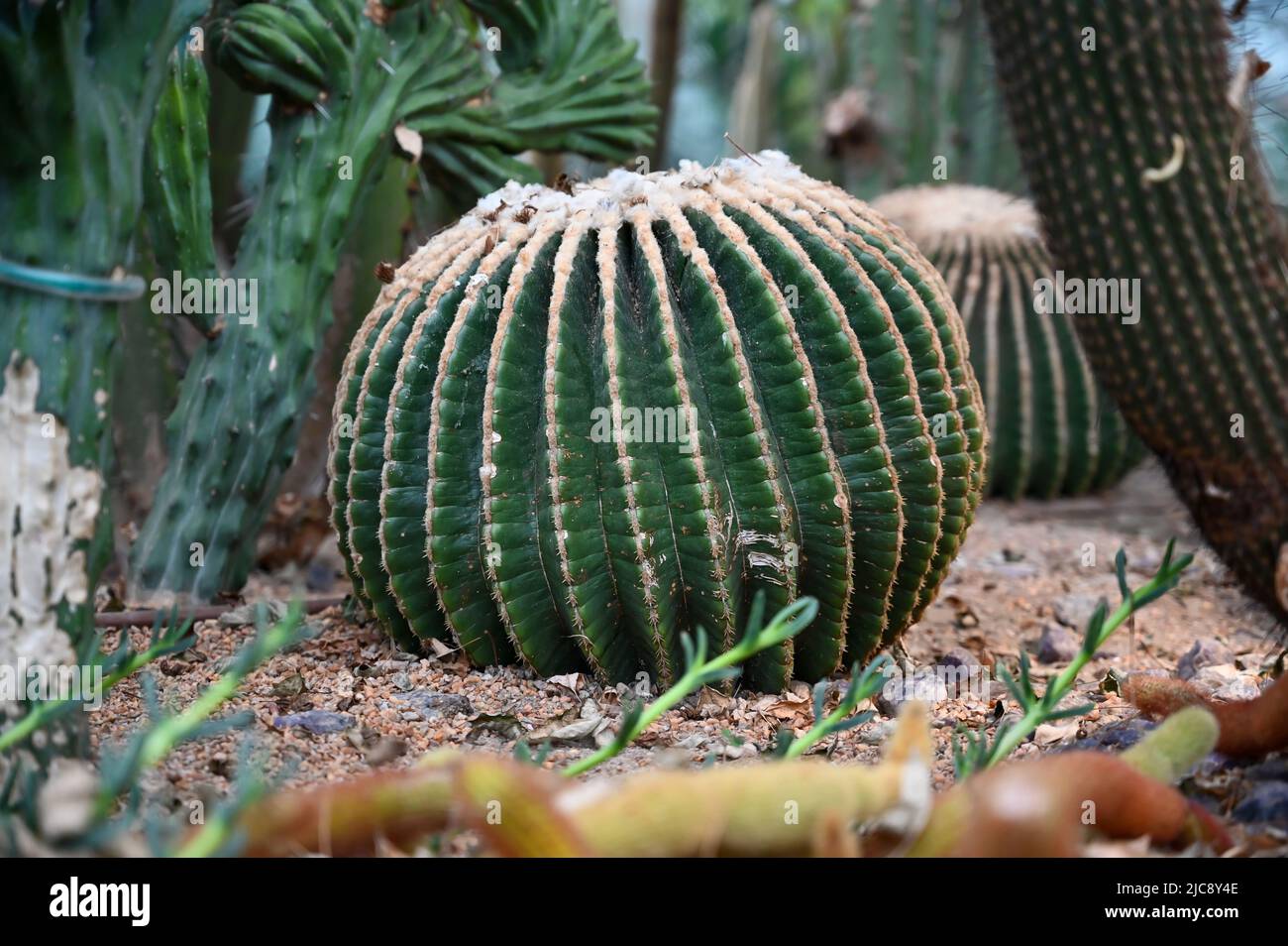 Goldfass Kaktus wächst im Garten. Echinocactus grusonii oder Kroenleinia grusonii, im Volksmund bekannt als der goldene Barrel Kaktus, goldene Kugel Stockfoto