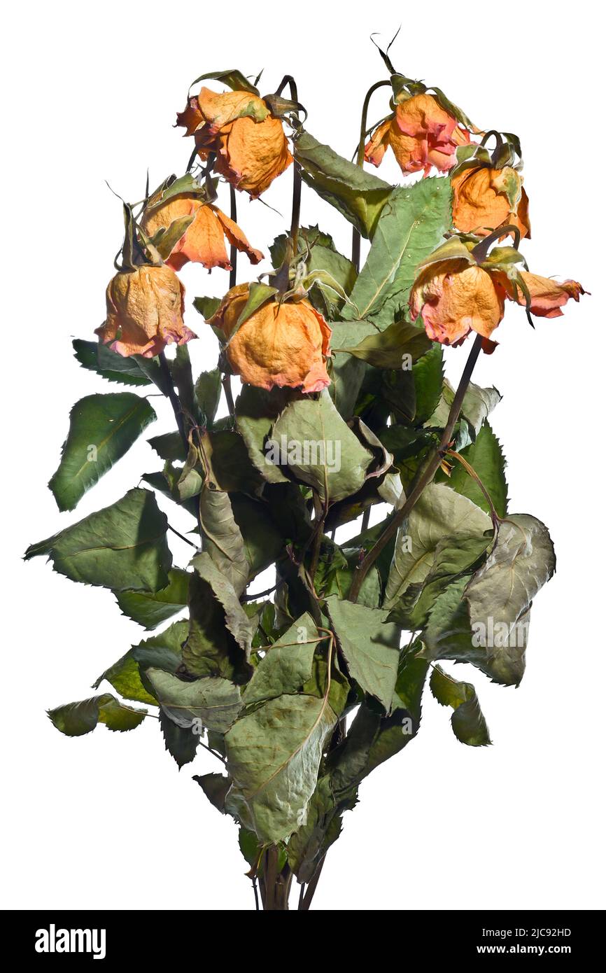 Bouquet von sieben getrockneten Rosen Stockfoto