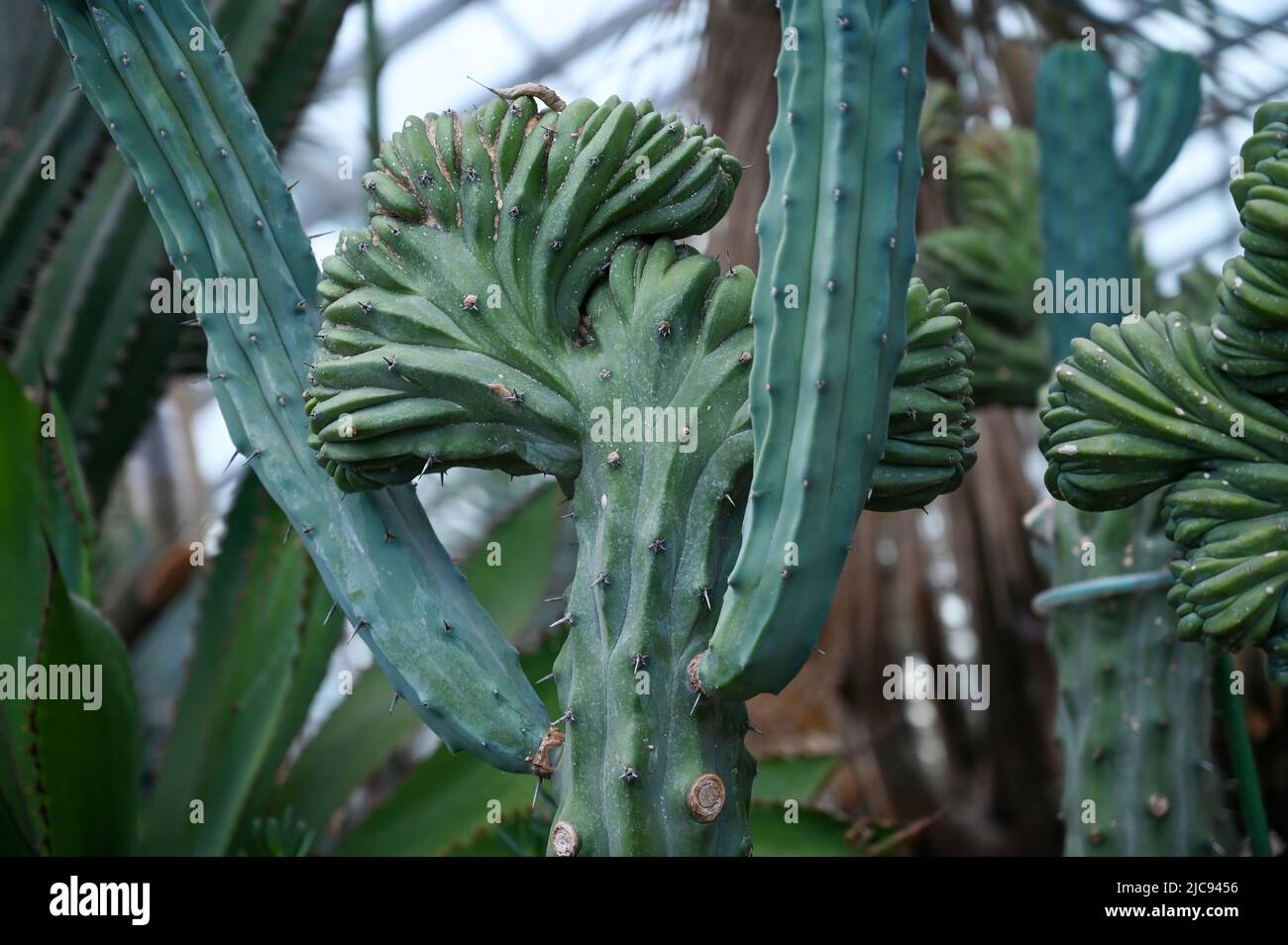 Sukkulenten Kaktuspflanzen wachsen in Wüstengebiet im Garten Stockfoto