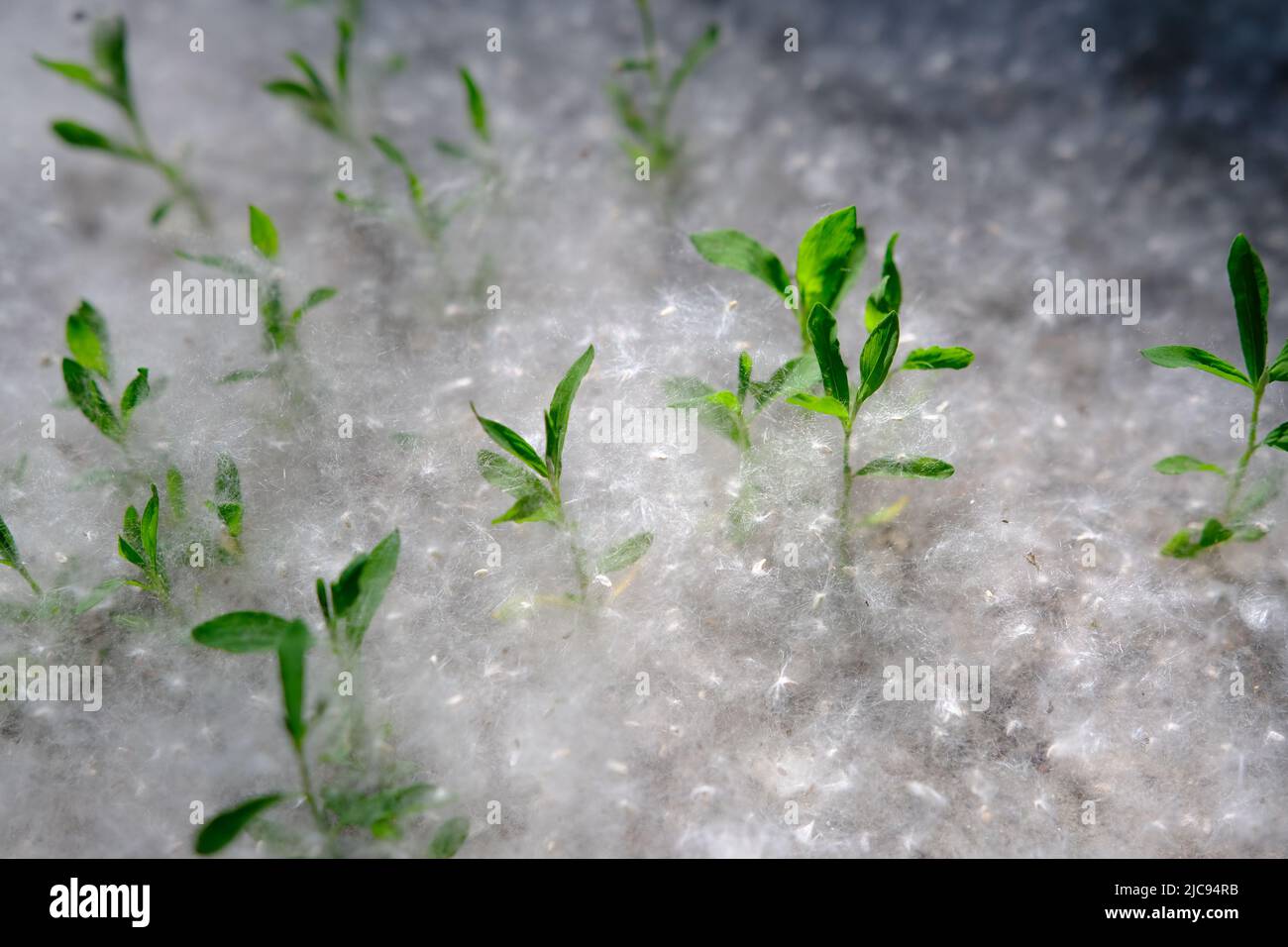 Pappelflaum auf dem Boden mit Gras, abstrakte Natur, selektiver Fokus. Stockfoto