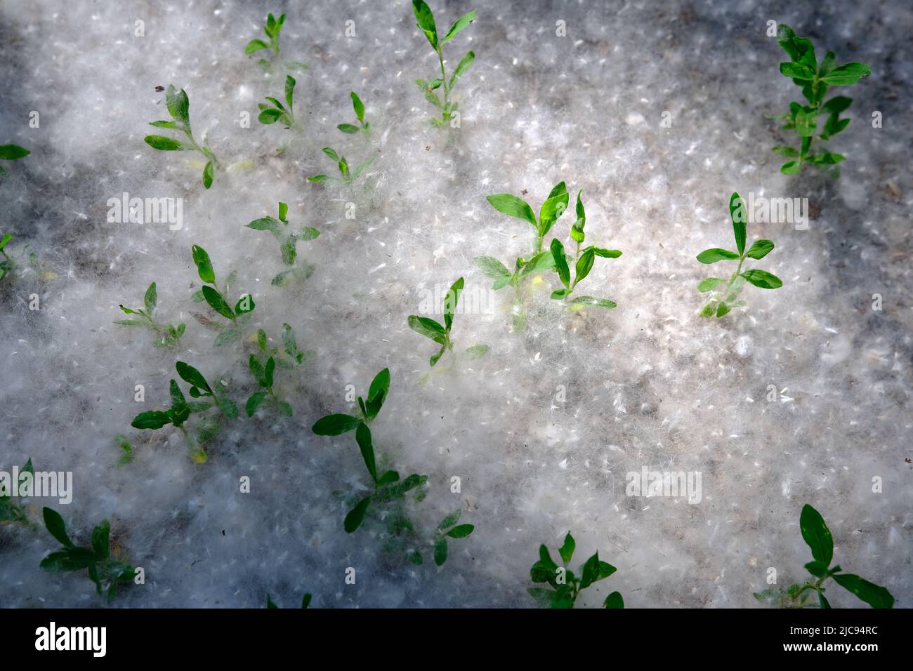 Pappelflaum auf dem Boden mit Gras, abstrakte Natur, selektiver Fokus. Stockfoto