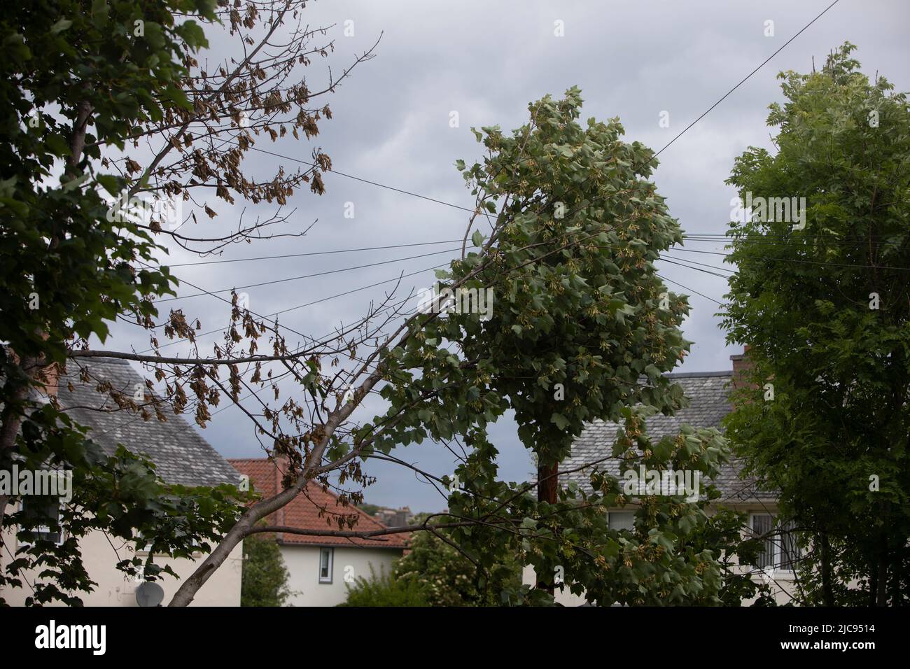 Edinburgh. Schottland, Großbritannien. 11.. Juni 2022. Das Ende des tropischen Sturms geht an einen zerbrochenen Baum in Großbritannien über, der am Telefonpool in Edinburgh liegt. Pic Credit: Pako Mera/Alamy Live News Stockfoto