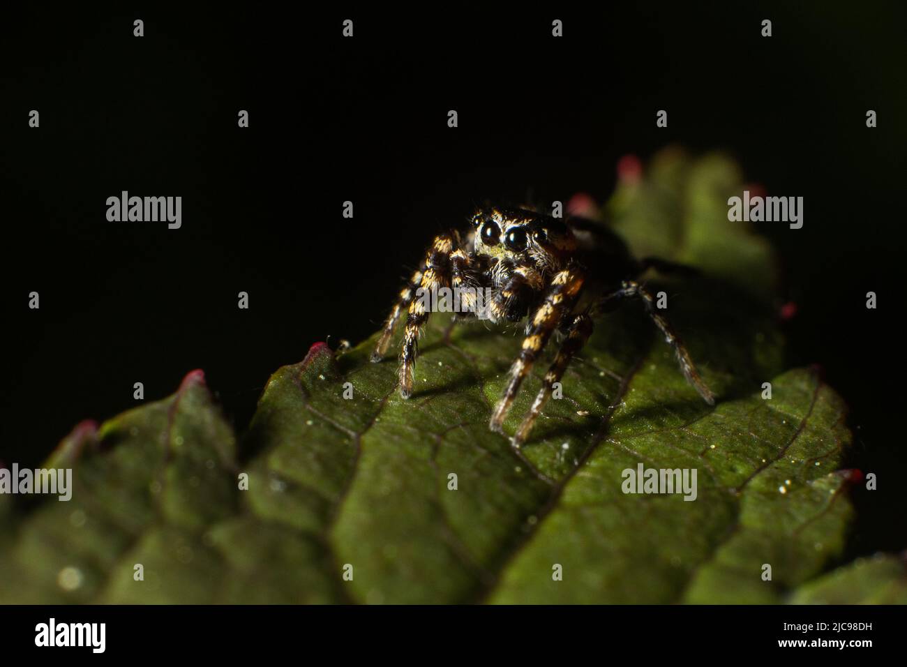 Springende Spinne, die auf dem Blatt sitzt. Stockfoto