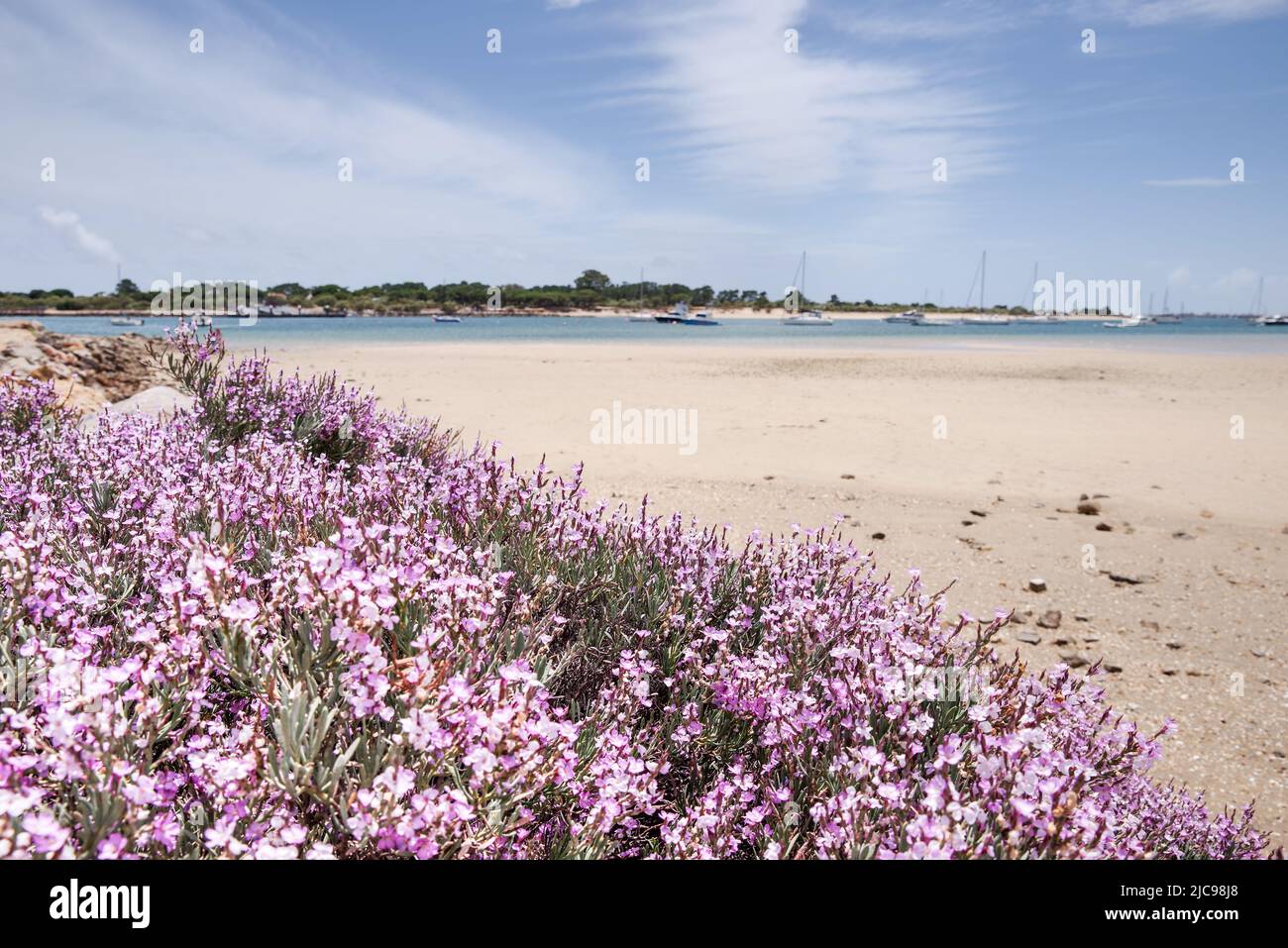 Praia dos Tesos mit seiner geschützten Küste und seinem flachen Wasser ist perfekt für ein "abseits der ausgetretenen Pfade" Stranderlebnis - Tavira, Algarve, Portugal Stockfoto