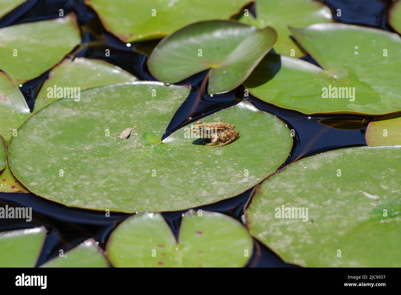Frosch, der sich auf einer Seerose in der algarvischen Hitze sonnen - Aljezur, Portugal Stockfoto