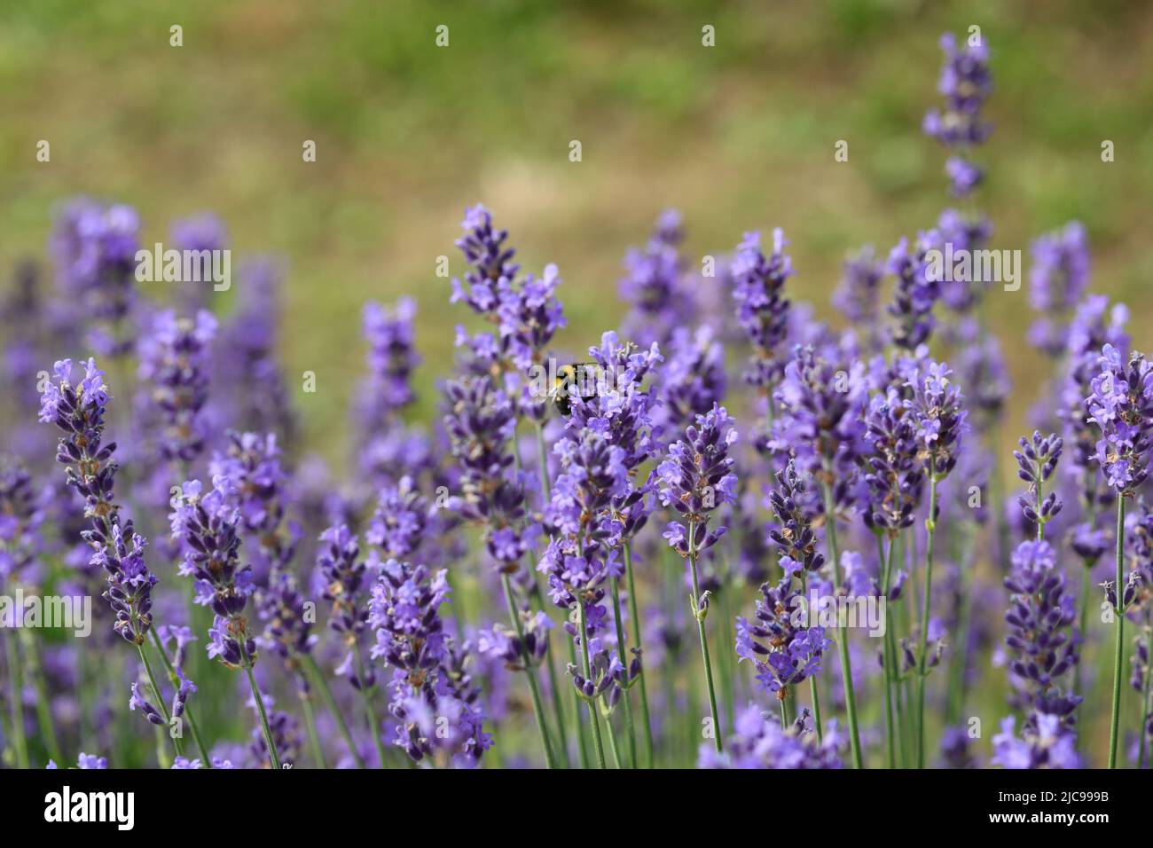 Hummel genannt Bombus, während sie im Frühjahr Nektar auf der lavandula-Blüte saugt Stockfoto