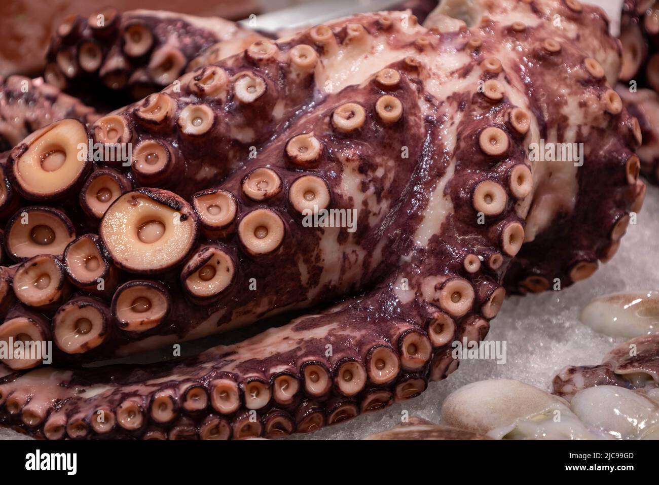 Nähern Sie sich einem Arm eines Meereskraken mit seinen riesigen Tentakeln. Lebensmittel marinen Ursprungs. Sehr intelligentes Meerestier. Stockfoto