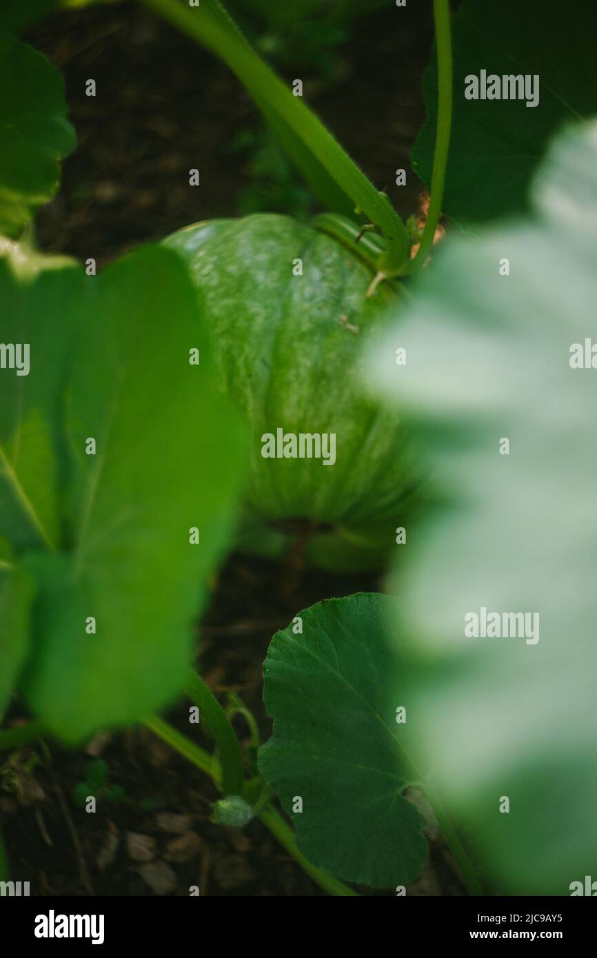 Ein großer Kürbis wächst versteckt unter seinen Blättern Stockfoto