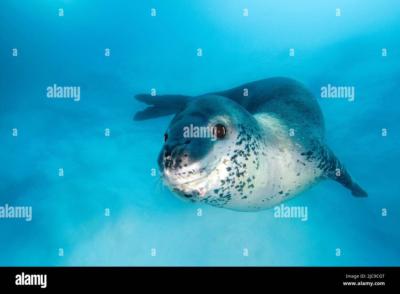 Leopardenrobbe (Hydruga leptonyx), Pleneau Island, Antarktische Halbinsel, Antarktis Stockfoto