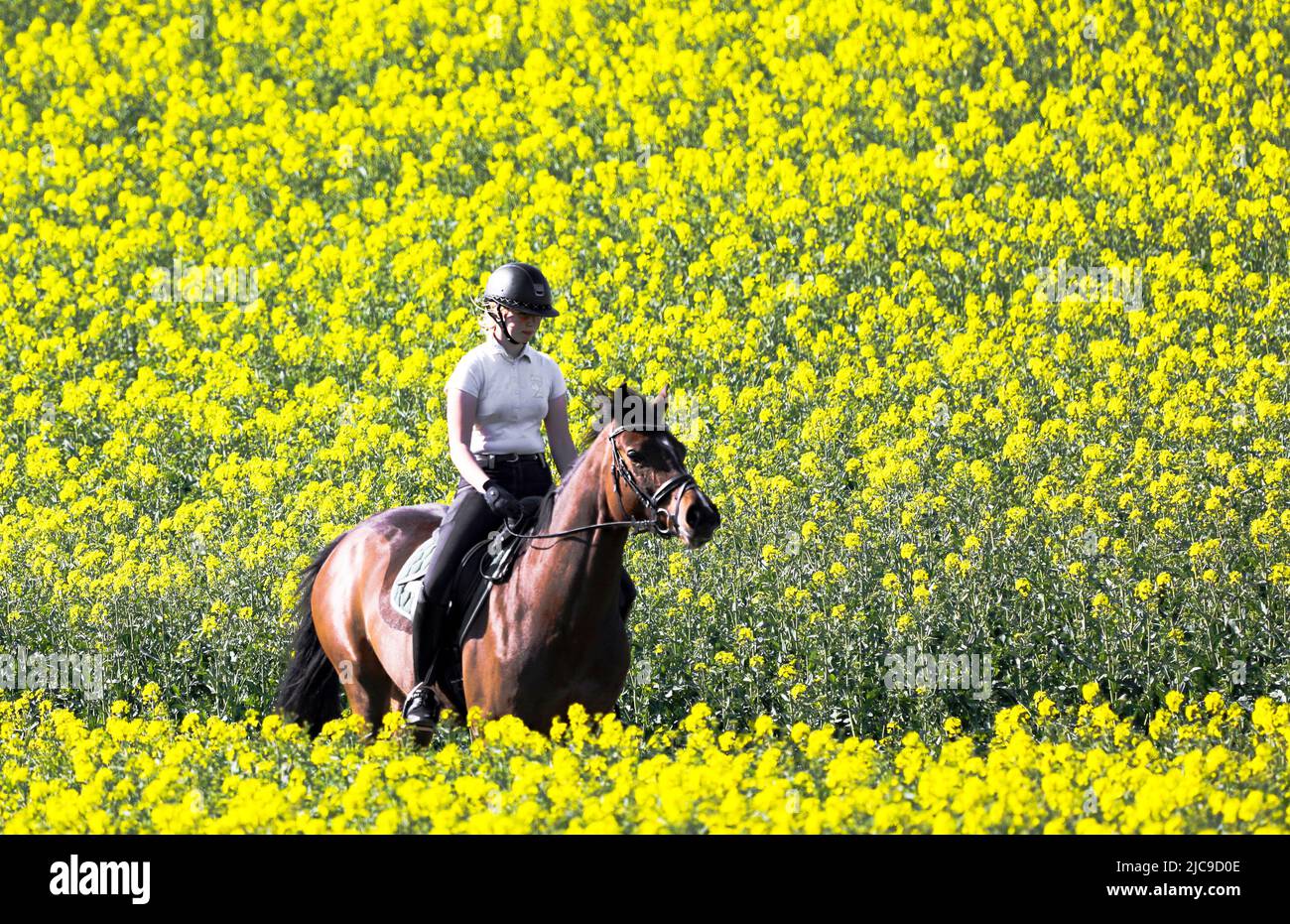 Ein Mädchen reitet auf ihrem Pferd durch ein Rapsfeld in der Holsteinischen Schweiz. Stockfoto