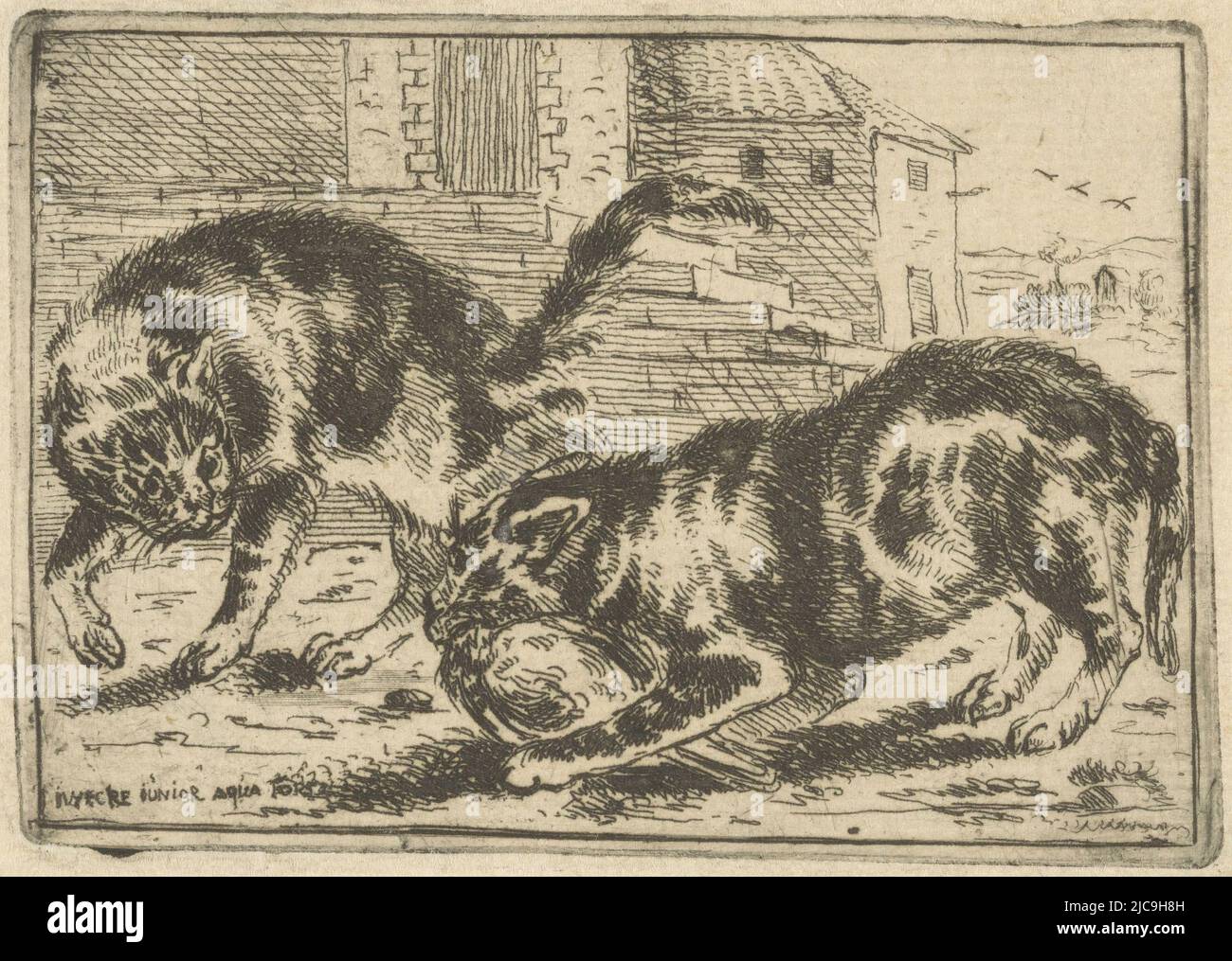 Zwei Katzen, eine mit einem Vogel im Mund Druck aus einer Serie von sechs Bildern mit Tieren, zwei Katzen mit einem Vogel Tiere, Druckmaschine: Jan van den Hecke (II), (erwähnt auf Objekt), Südniederländisch, 1671 - c. 1710, Papier, Radierung, H 63 mm - B 89 mm Stockfoto