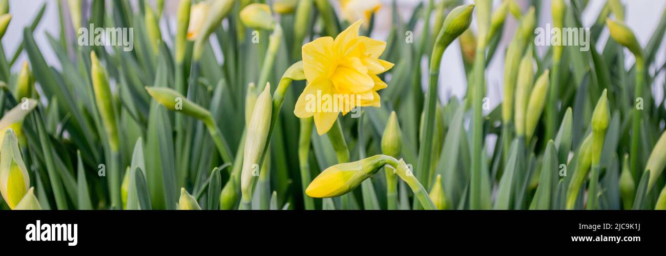 Banner mit zarten Blüten von seltenen Sorten von terry Narzissen von gelber Farbe. Frühling Blumen Hintergrund. Gartenarbeit als Hobby. Die Schönheit der Natur. Stockfoto