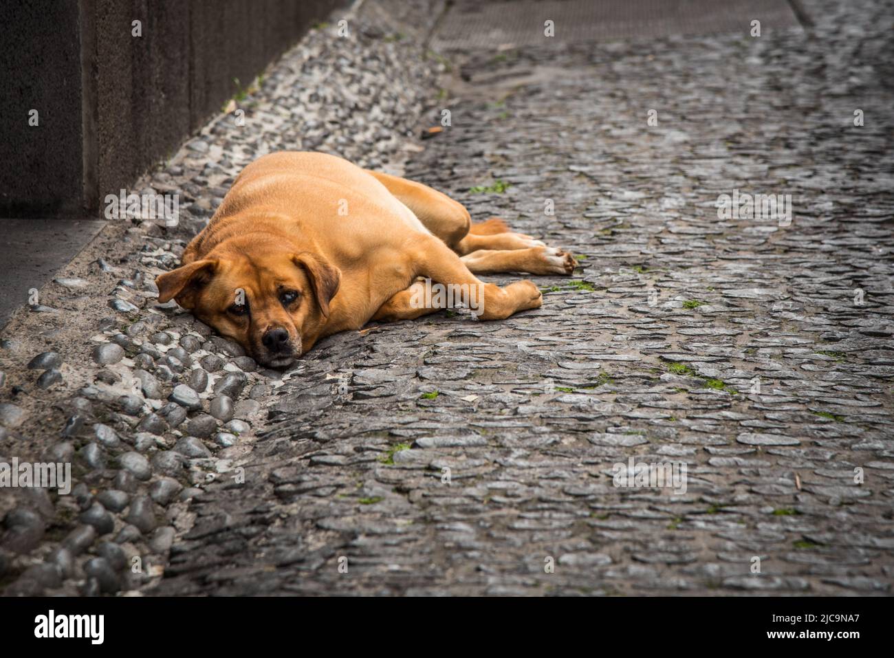 Teilweise blinder Hund in den Straßen von Funchal Stockfoto