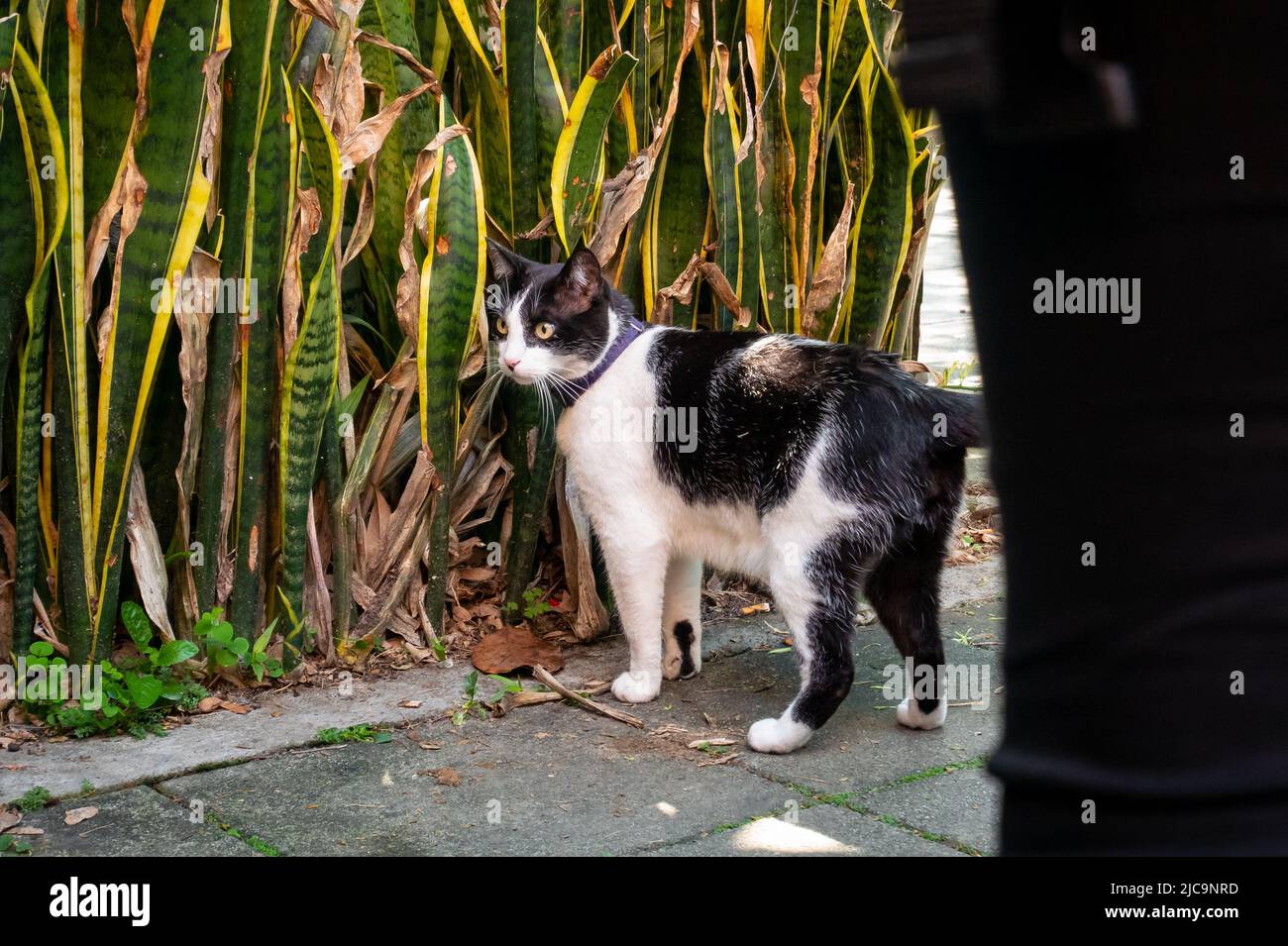 Black and White Cat spaziert im Park und erkundet ein wenig nach den Pflanzen Stockfoto
