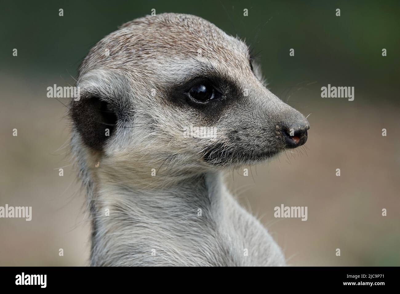 Nahaufnahme eines niedlichen Erdmännchen oder surikats - Suricata suricatta - der auf Raubtiere aufwacht Stockfoto