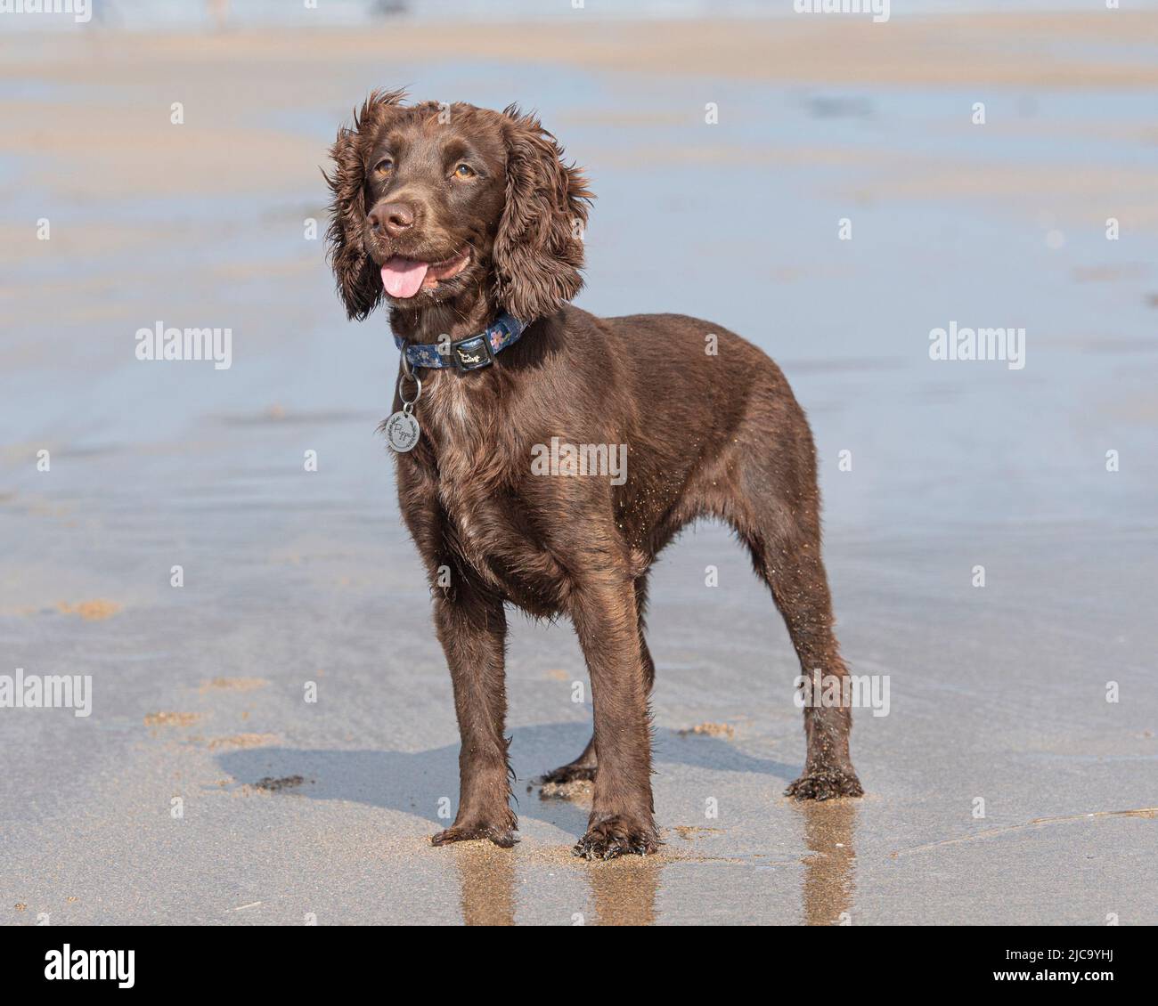 Der Cocker Spaniel Hund arbeitet am Strand Stockfoto