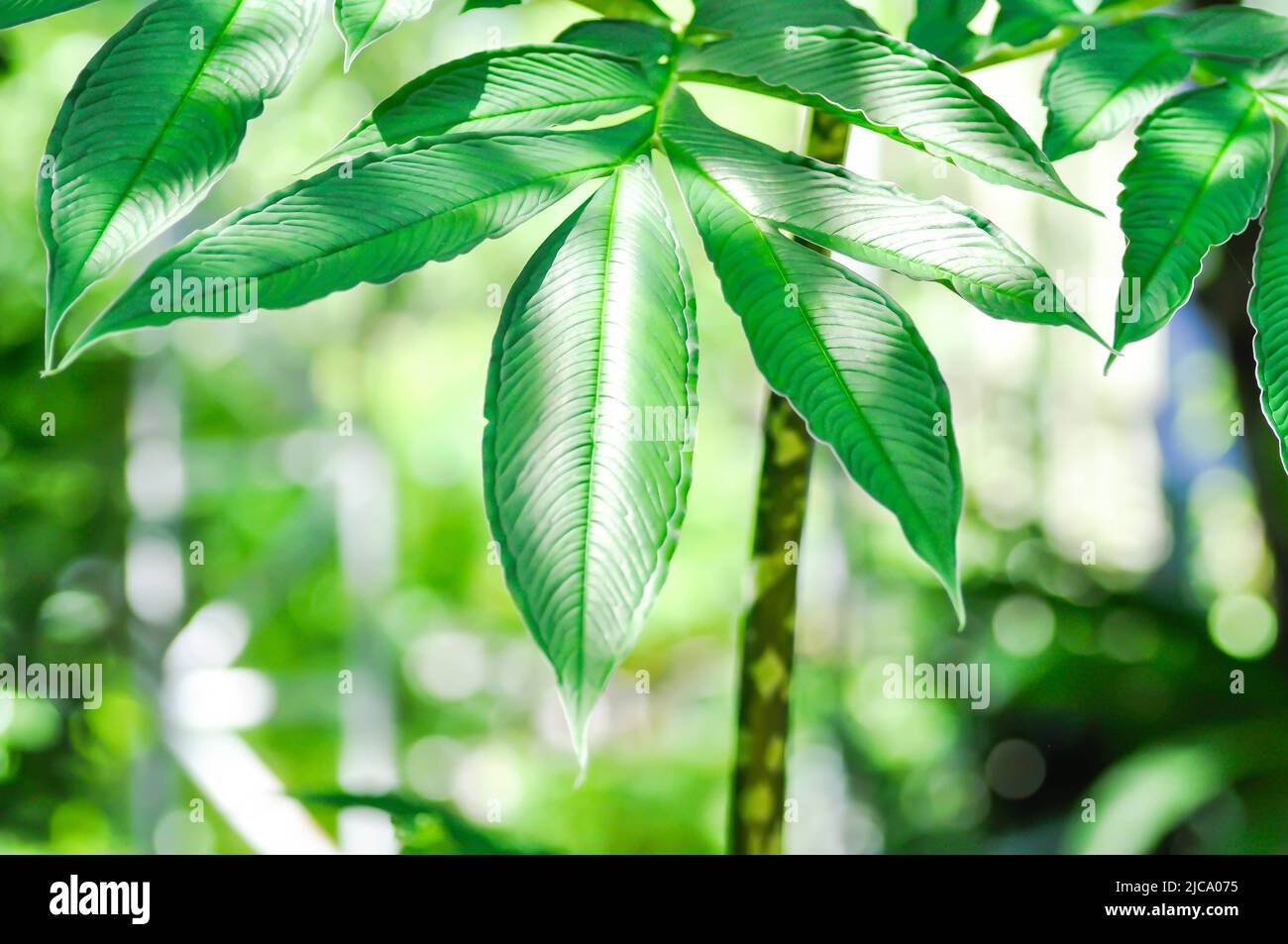 Amorphallus konjac, Devils Zunge Pflanze oder Schatten Palm oder Regenschirm Arum Pflanze Stockfoto