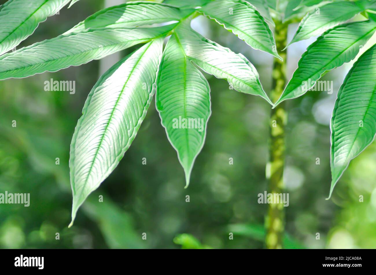 Amorphallus konjac, Devils Zunge Pflanze oder Schatten Palm oder Regenschirm Arum Pflanze Stockfoto