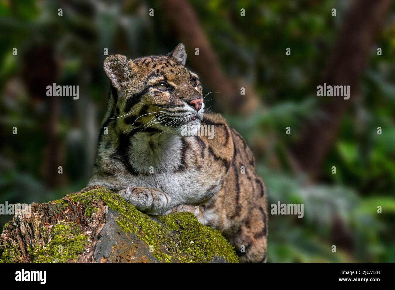 Die vom Festland getrübte Leopard (Neofelis nebulosa) Wildkatze stammt aus den Ausläufern des Himalaya über das südostasiatische Festland bis nach Südchina Stockfoto