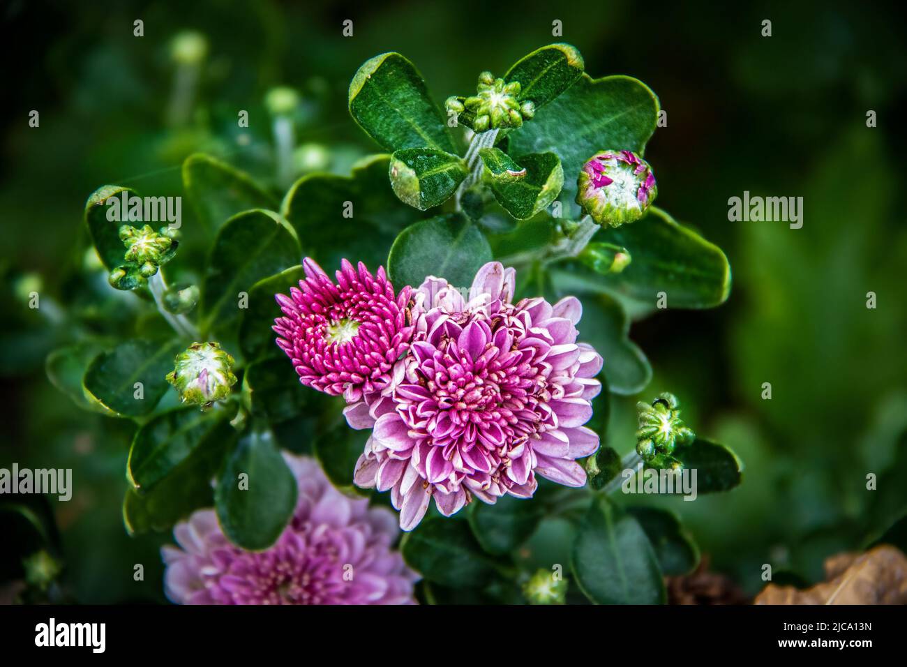 Wunderschöne kleine rosa Mütter, umgeben von verschwommenem Grün - Pollen, die auf Blumen und Blättern verstreut sind - selektiver Fokus und Copyspace Stockfoto